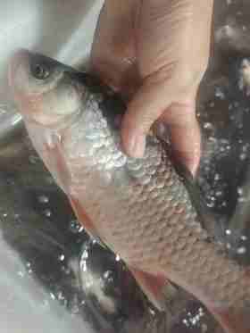 野生小银鱼，黄辣丁、罗非鱼、鲫鱼顺丰包邮