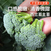 农家西兰苔主苔  新鲜采摘   口感脆嫩  清香微甜  西兰薹主薹  350g 商品缩略图0