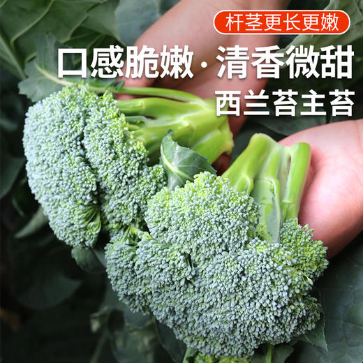 农家西兰苔主苔  新鲜采摘   口感脆嫩  清香微甜  西兰薹主薹  350g 商品图0