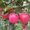 【顺丰快递】正宗陕西白水瑞香红苹果  新鲜当季水果 果园直采 原产地直发 - BBSPG 商品缩略图2