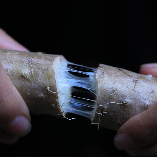 【5斤送100g鲜当归】有机糯山药 | 3斤/5斤 粉糯清甜 生态种植 雅安宝兴【每周一三五发货】 商品图5