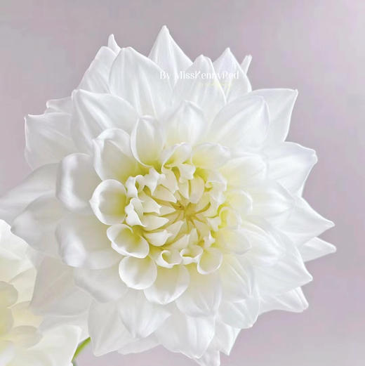 大丽花 商品图2