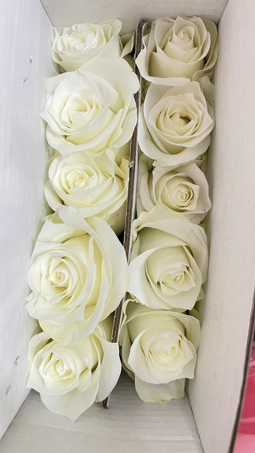 【 拍市玫瑰】骄傲  10枝/扎   约60公分 商品图7