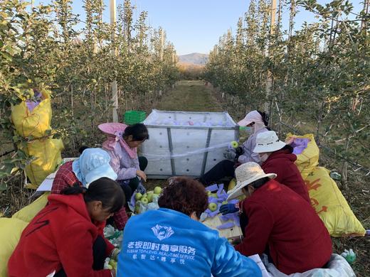 2025精品瑞雪---爸爸的苹果 商品图7