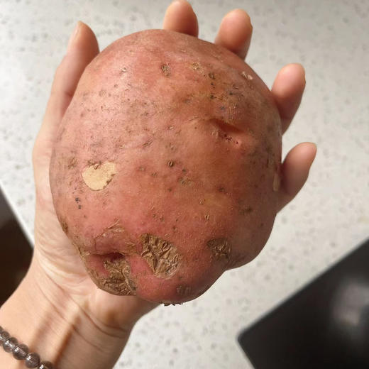 内蒙红皮黄心土豆，沙面沙面的，炖着吃特别香5斤/袋 商品图0