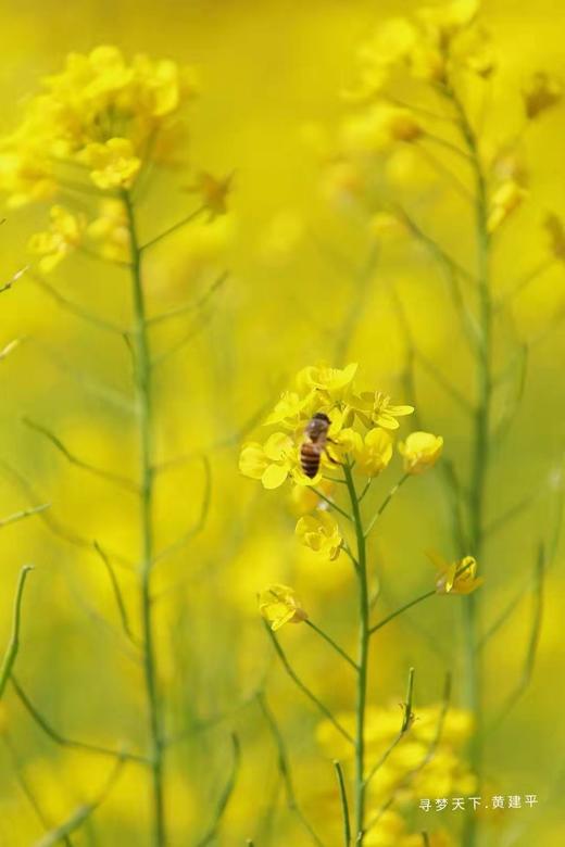 ★3.25【行摄湖南】潇湘油菜花、桃花花季4天【1109直播】 商品图0