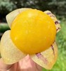 【果肉饱满多汁！人参果圆果】鲜黄肉质圆润。中等果实，色泽鲜艳香甜可口。当季新鲜云南石林黄肉中果/大果5斤整箱 商品缩略图3