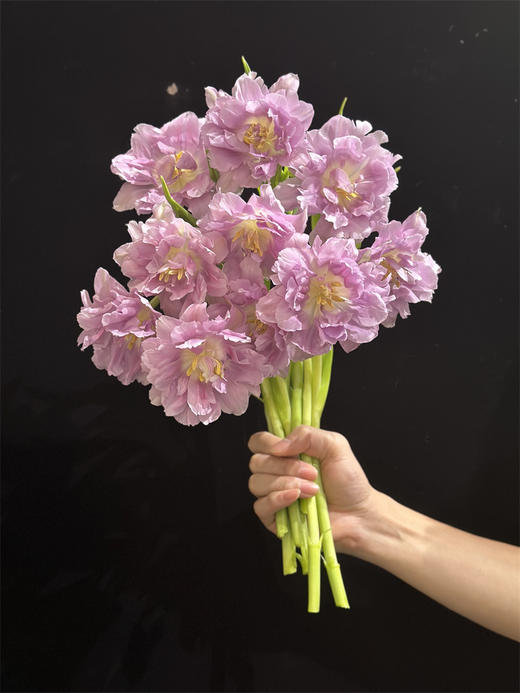 荷兰花材紫色重瓣郁金香10支 商品图2