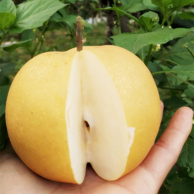 c3e764d93b62f8a169b2318a3eb2fc