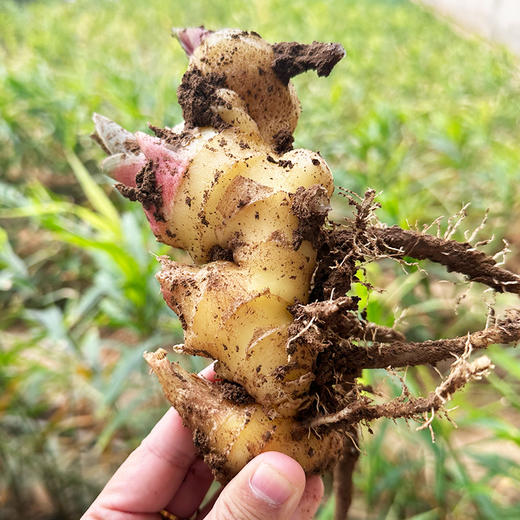 密云农家鲜姜1斤   新鲜现拔  鲜嫩爽口  姜味浓  适合调味 商品图1