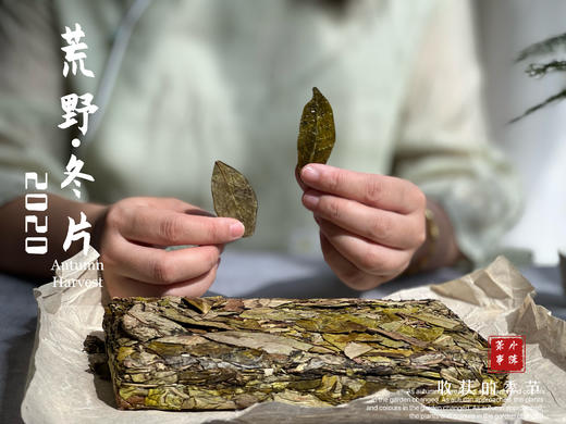 【稀缺好茶】荒野茶的独一无二，2020荒野冬片《金砖》问世 商品图6