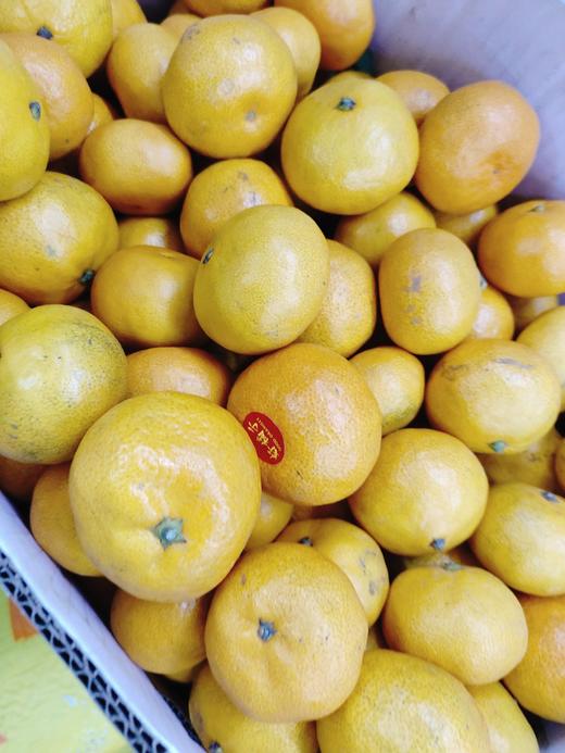 红土爆桔4斤 商品图0