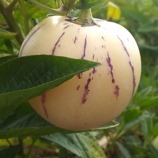 【果肉饱满多汁！人参果圆果】鲜黄肉质圆润。中等果实，色泽鲜艳香甜可口。当季新鲜云南石林黄肉中果/大果5斤整箱 商品图2