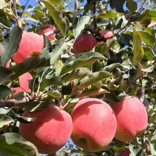 新疆阿克苏冰糖心苹果 红旗坡产区 顺丰包邮 水分十足 松脆爽口 商品图6