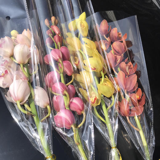 大花蕙兰随机颜色 商品图0