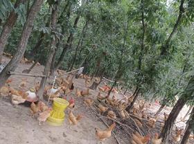 【苏禽一代土鸡】 净重约2~2.5斤/只 正宗新鲜 农村散养 顺丰包邮