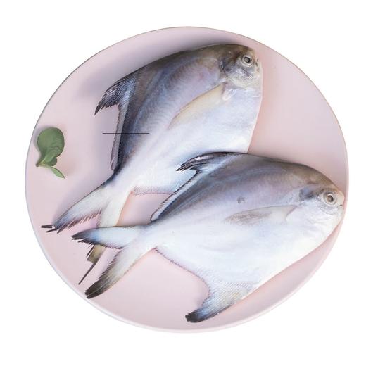 舟山野生鲳鱼（4-5两） 商品图0