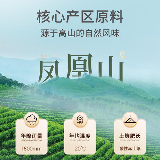 华祥苑凤凰单枞鸭屎香 特级茶叶雅士鸭屎香潮州单枞茶100g 商品图3