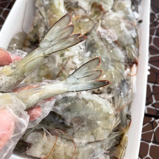 『海捕大虾』盐冻锁鲜，饱满弹嫩，鲜甜美味 商品图6