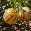 【果肉饱满多汁！人参果圆果】鲜黄肉质圆润。中等果实，色泽鲜艳香甜可口。当季新鲜云南石林黄肉中果/大果5斤整箱 商品缩略图1