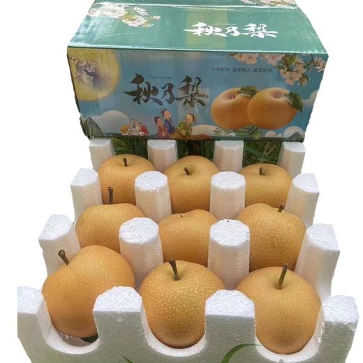 【山东秋月梨！现摘先发】秋梨青甜，爆汁化渣，农家种植网红爆汁化渣非丰水梨5新鲜水果大果现摘 商品图5