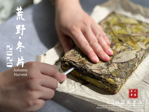【稀缺好茶】荒野茶的独一无二，2020荒野冬片《金砖》问世 商品图5