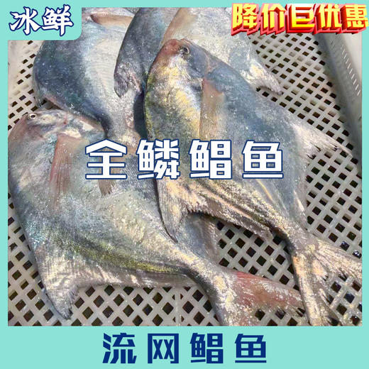 流网鲳鱼 商品图1