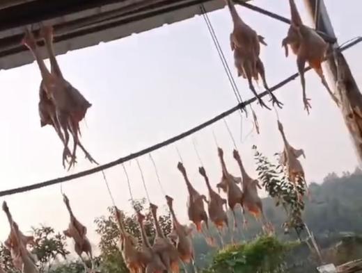 【苏禽一代土鸡】 净重约2~2.5斤/只 正宗新鲜 农村散养 顺丰包邮 商品图1