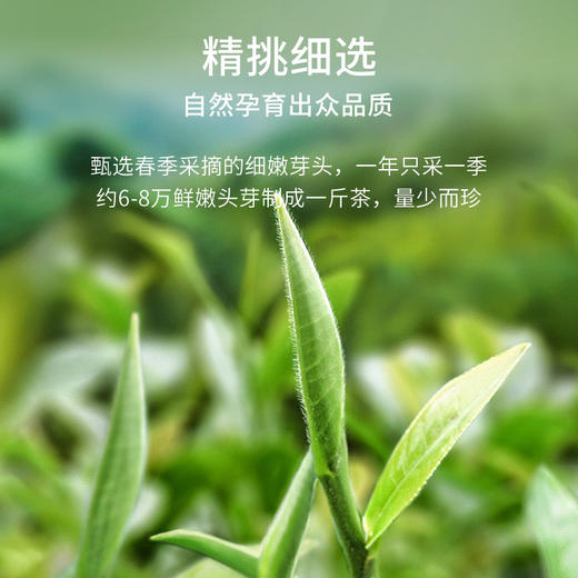 华祥苑金骏眉 特级红茶 雅士武夷山金骏眉茶叶100g送礼礼盒装 商品图4