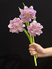 荷兰花材紫色重瓣郁金香10支 商品缩略图5