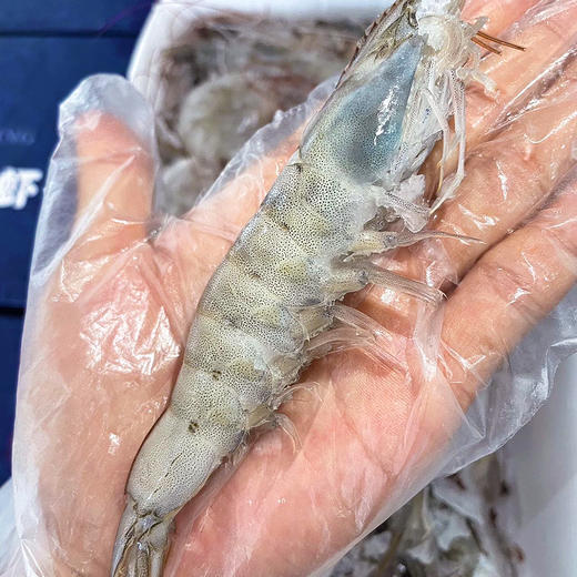 『海捕大虾』盐冻锁鲜，饱满弹嫩，鲜甜美味 商品图1