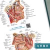 新版2本套装 奈特人体解剖学彩色图谱第八版8版+人体解剖彩色学图谱 第3版 中英双语 基础临床医学奈特解刨学图谱 人民卫生出版社 商品缩略图4