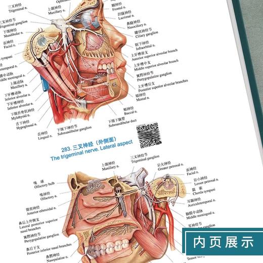 新版2本套装 奈特人体解剖学彩色图谱第八版8版+人体解剖彩色学图谱 第3版 中英双语 基础临床医学奈特解刨学图谱 人民卫生出版社 商品图4