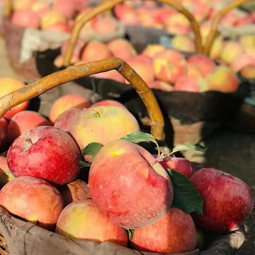 新疆阿克苏冰糖心苹果 红旗坡产区 顺丰包邮 水分十足 松脆爽口 商品图5