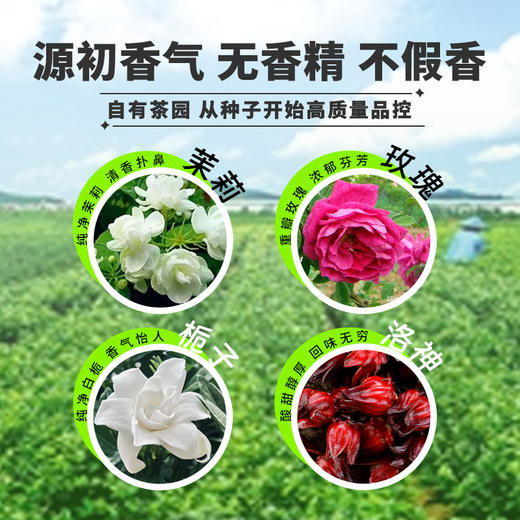 【真香宝藏茶】玫瑰花茶/茉香绿茶/栀香绿茶/洛神花茶/冻干速溶茶粉（青木） 商品图3