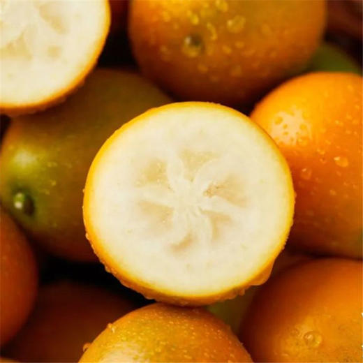 广西融安脆蜜金桔  金桔地理标志产品 现摘现发 带皮即食 肉质细腻 商品图1