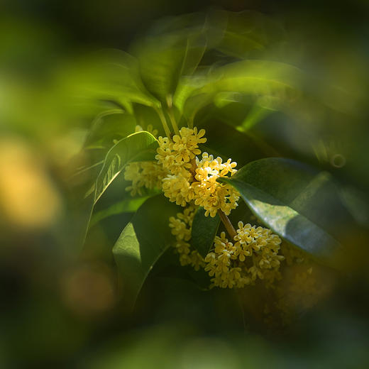 广西古树特级金桂 微波脱水干桂花 非烘烤  不熏硫无添加（35g/盒） 商品图2