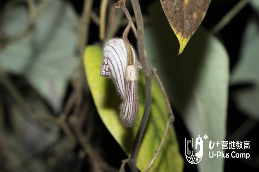 U+西双版纳 | SDGs 雨林恢复科考营 商品图6