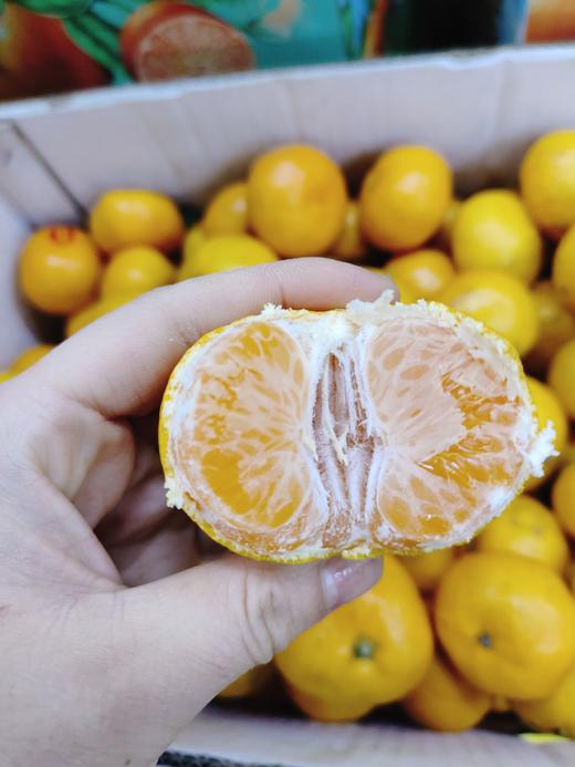 红土爆桔4斤 商品图3