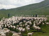 天峻草膘羊（羊排）5斤 商品缩略图2