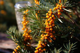 它凭什么被专家称为“长寿果”、“生命能源”？