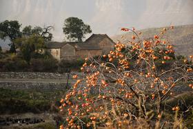  山西的秋天来霸屏了！ | 10月农事系列 