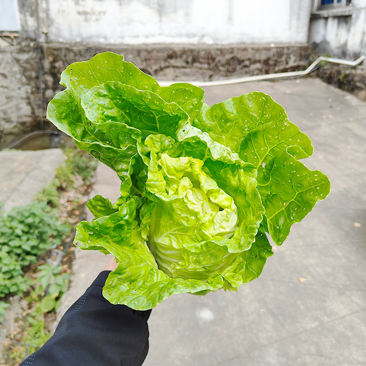 野菜黄芽菜图片图片