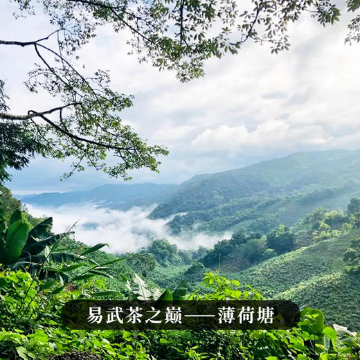 【薄荷塘黄金砖】2022年薄荷塘单株稀缺古树资源普洱茶生茶易武茶区深山中的金叶子250克/砖 商品图3