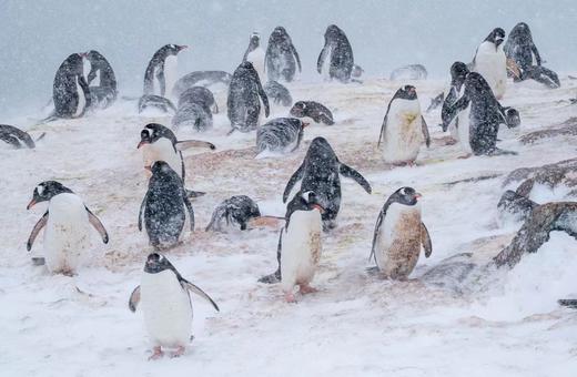 【限时低价】南极·春节｜月亮女神号·奢华探险航行 商品图1