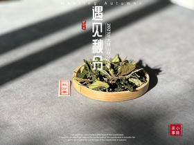 【2023秋分茶】汤水清透，白毫浮游，秋白茶的独一份清甜（1斤收藏装）