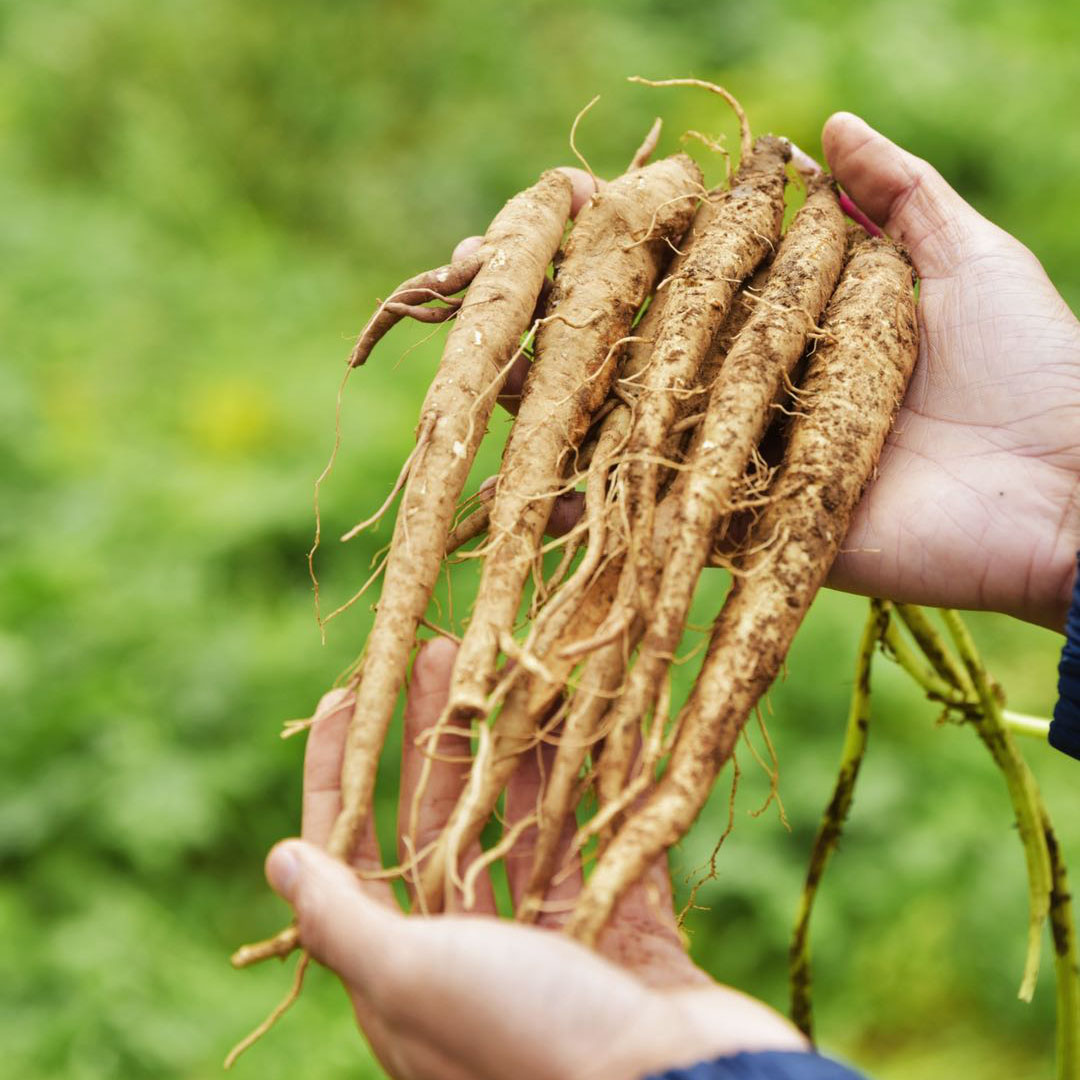 【大凉山 • 半野生甜当归】鲜、香、甜、糯，性温和、不上火，老幼皆宜，是秋冬滋补佳品！