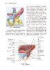 腹股沟疝修补 解剖原理与技术 附视频 嵇振岭 樊友本译 手术局部解剖手术原则技巧 基本外科处理方法 人民卫生出版社9787117350723 商品缩略图3