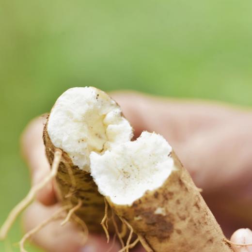 大凉山 • 半野生甜当归 商品图1