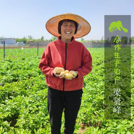 生态西芹 | 合作生产* Ecological celery | Coproduction 商品图1